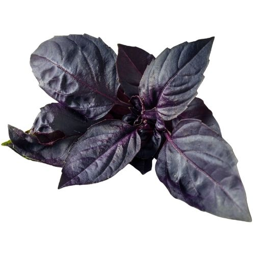 Albahaca Morada